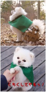 Pomeranian Shingeki Cosplay