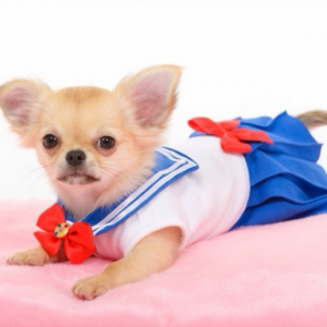 Sailor Moon Dog Costume